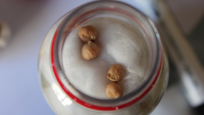 …hasta sembrar unos garbanzos para que en unos días comience a crecer.