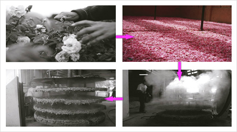 Especially Escada se elabora con rosas que se recolectan a mano en Francia, los pétalos se separan de las flores para extraer el aceite de rosas. Para producir un litro de este aceite, se necesitan alrededor de una tonelada de pétalos.