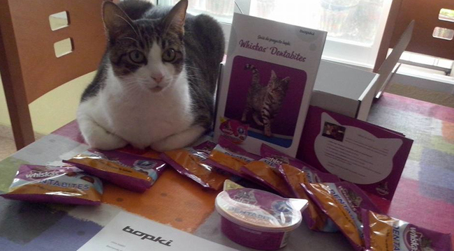 El gatito de la bopki crodrigopaya posando junto a su pack de Whiskas