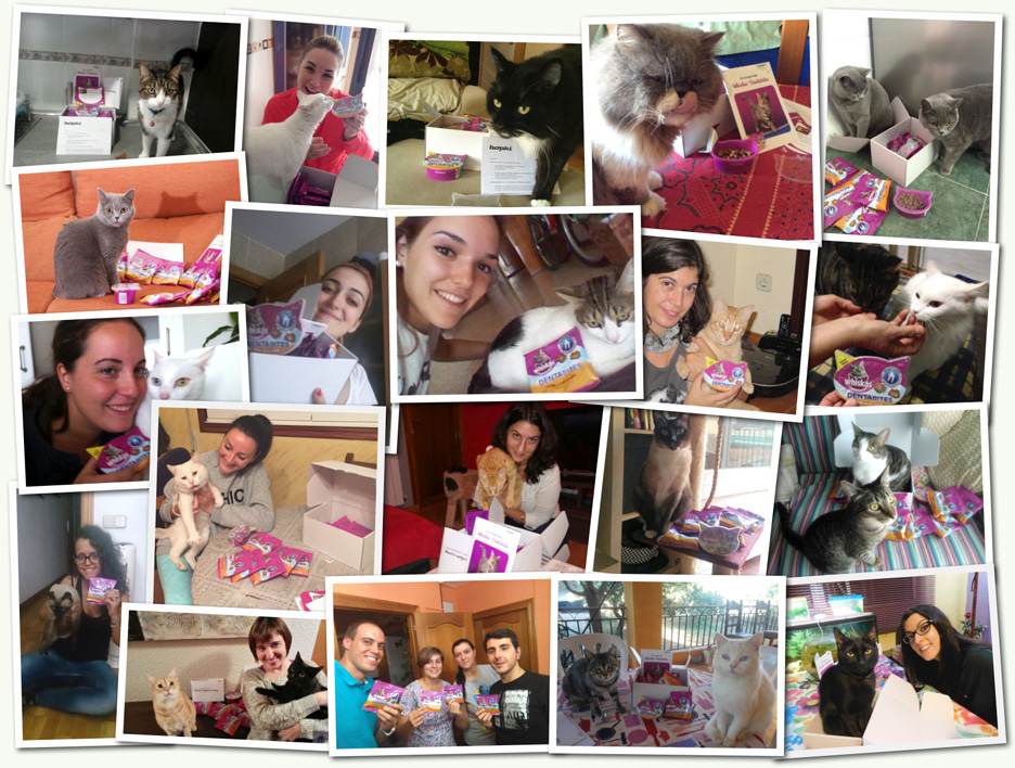 Algunos momentos privilegiados de las consumidoras junto a sus gatos y Whiskas Dentabites